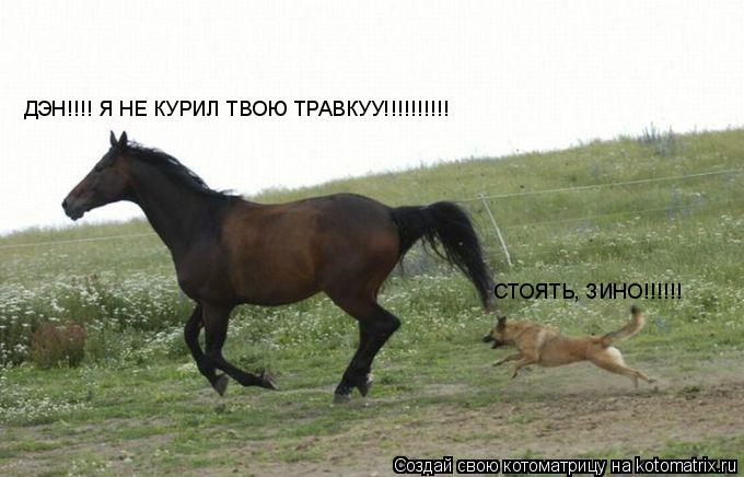 ДЭН!!!! Я НЕ КУРИЛ ТВОЮ ТРАВКУУ!!!!!!!!!! СТОЯТЬ, ЗИНО!!!!!!... Котоматрица: ДЭН!!!! Я НЕ КУРИЛ ТВОЮ ТРАВКУУ!!!!!!!!!! СТОЯТЬ, ЗИНО!!!!!!