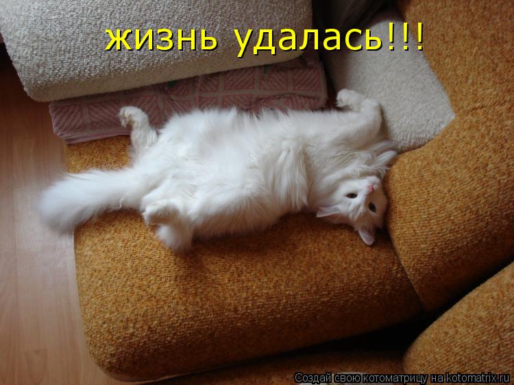 жизнь удалась!!!... Котоматрица: жизнь удалась!!!