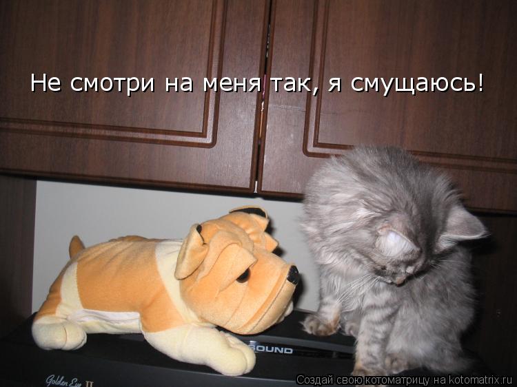 Котоматрица: Не смотри на меня так, я смущаюсь!
