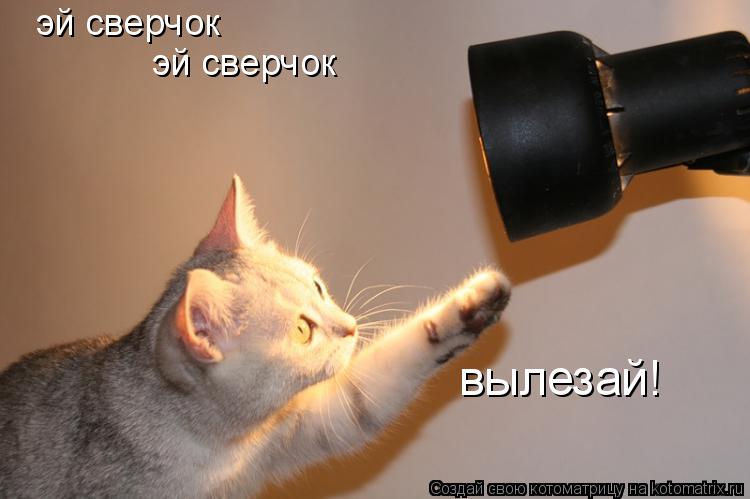 эй сверчок эй сверчок вылезай!... Котоматрица: эй сверчок эй сверчок вылезай!