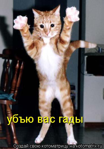 Котоматрица: убъю вас гады