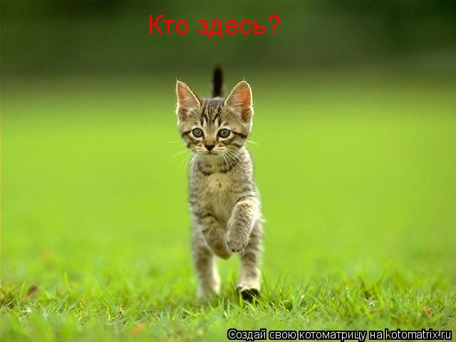 Кто здесь?... Котоматрица: Кто здесь?