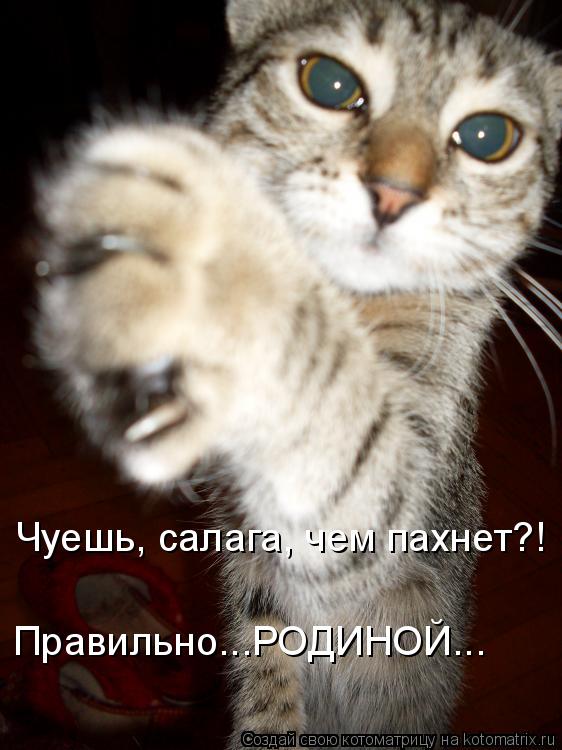 Чуешь, салага, чем пахнет?! Правильно...РОДИНОЙ...... Котоматрица: Чуешь, салага, чем пахнет?! Правильно...РОДИНОЙ...