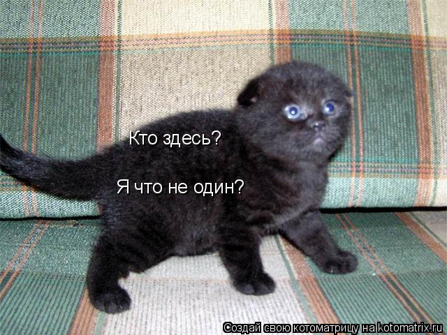 Кто здесь? Я что не один?... Котоматрица: Кто здесь? Я что не один?