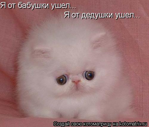 Я от бабушки ушел... Я от дедушки ушел...... Котоматрица: Я от бабушки ушел... Я от дедушки ушел...