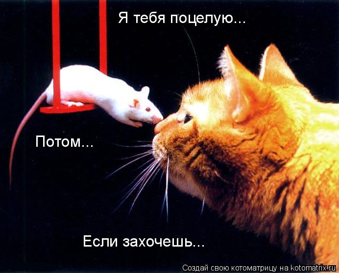 Я тебя поцелую... Потом... Если захочешь...... Котоматрица: Я тебя поцелую... Потом... Если захочешь...