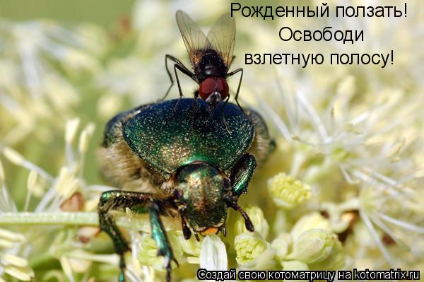 Рожденный ползать! Освободи взлетную полосу!... Котоматрица: Рожденный ползать! Освободи взлетную полосу!