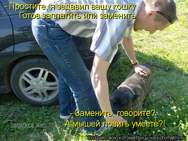Котоматрица: А мышей ловить умеете?! - Заменить, говорите?  - Простите, я задавил вашу кошку Готов заплатить или заменить