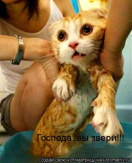 Господа, вы звери!!!... Котоматрица: Господа, вы звери!!!