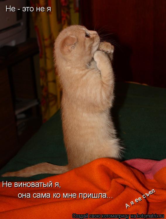 Не - это не я Не виноватый я, она сама ко мне пришла... А я ее съел... Котоматрица: Не - это не я Не виноватый я, она сама ко мне пришла... А я ее съел