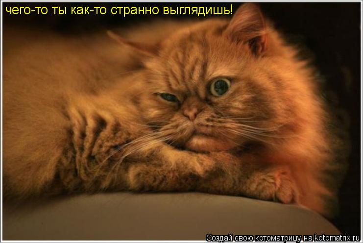чего-то ты как-то странно выглядишь!... Котоматрица: чего-то ты как-то странно выглядишь!