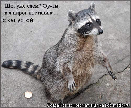 с капустой...... Котоматрица: с капустой...