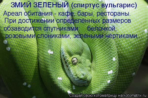 обзаводится спутниками: белочкой, розовыми слониками, зелёными чёртиками... При достижении определ... Котоматрица: обзаводится спутниками: белочкой, розовыми слониками, зелёными чёртиками... При достижении определённых размеров Ареал обитания - кафе, б