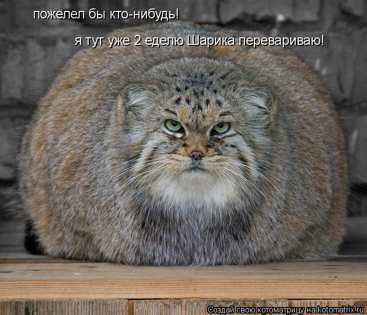 пожелел бы кто-нибудь! я тут уже 2 еделю Шарика перевариваю!... Котоматрица: пожелел бы кто-нибудь! я тут уже 2 еделю Шарика перевариваю!