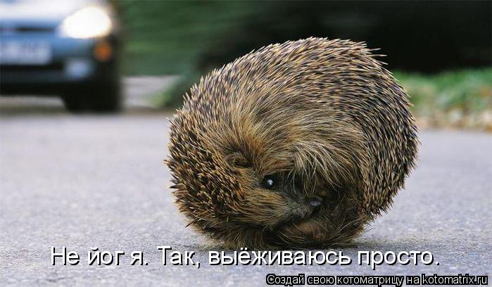 Не йог я. Так, выёживаюсь просто.... Котоматрица: Не йог я. Так, выёживаюсь просто.
