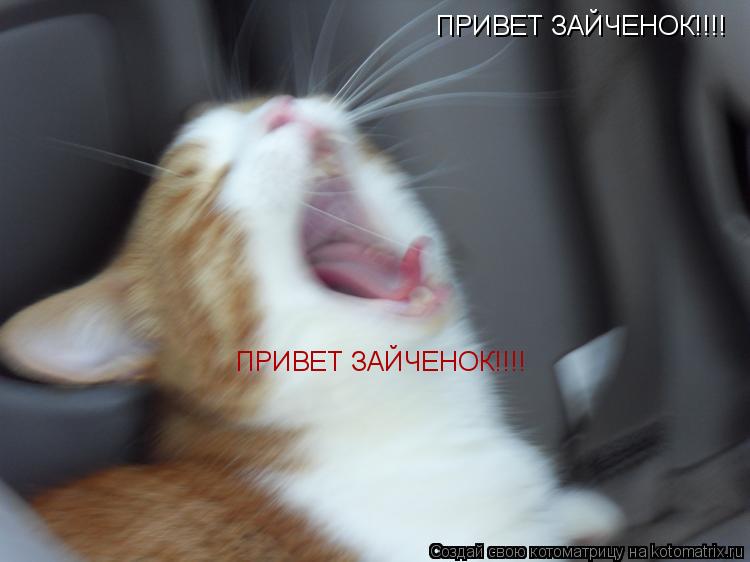 ПРИВЕТ ЗАЙЧЕНОК!!!! ПРИВЕТ ЗАЙЧЕНОК!!!!... Котоматрица: ПРИВЕТ ЗАЙЧЕНОК!!!! ПРИВЕТ ЗАЙЧЕНОК!!!!