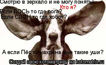Кто я? Смотрю в зеркало и не могу понять! Если ЛОСЬ то где рога? Если СЛОН то где хобот? А если Пёс т... Котоматрица: Кто я? Смотрю в зеркало и не могу понять! Если ЛОСЬ то где рога? Если СЛОН то где хобот? А если Пёс то нахрена мне такие уши?