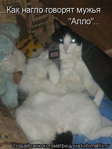 "Алло"... ...Как нагло говорят мужья... Котоматрица: "Алло"... ...Как нагло говорят мужья