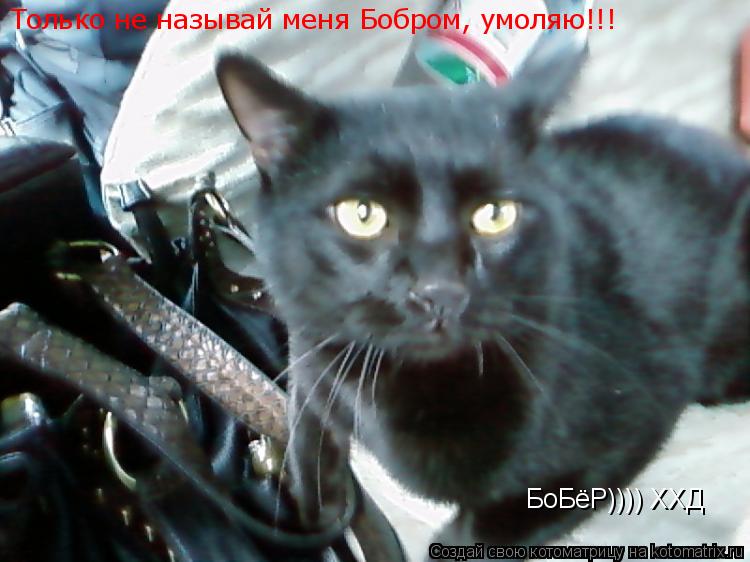 Только не называй меня Бобром, умоляю!!! БоБёР)))) ХХД... Котоматрица: Только не называй меня Бобром, умоляю!!! БоБёР)))) ХХД