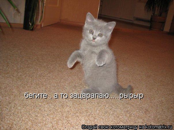 бегите , а то зацарапаю.....рырыр... Котоматрица: бегите , а то зацарапаю.....рырыр