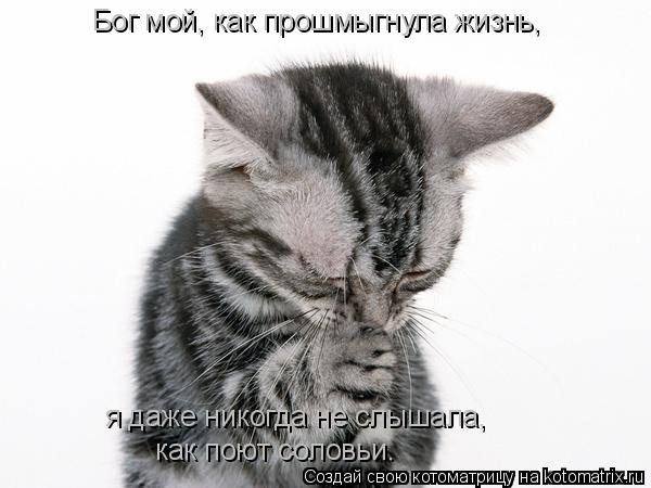 Бог мой, как прошмыгнула жизнь, я даже никогда не слышала, как поют соловьи.... Котоматрица: Бог мой, как прошмыгнула жизнь, я даже никогда не слышала, как поют соловьи.