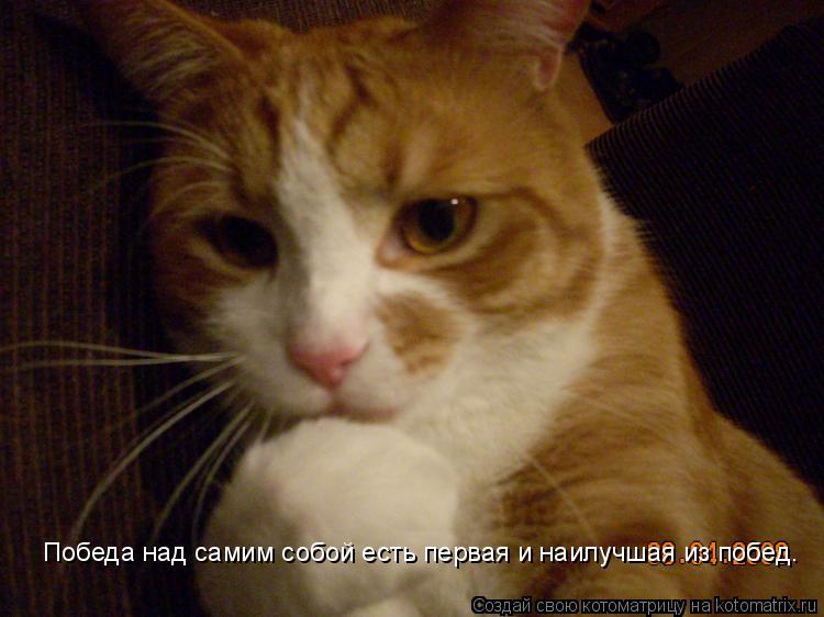 Победа над самим собой есть первая и наилучшая из побед.... Котоматрица: Победа над самим собой есть первая и наилучшая из побед.