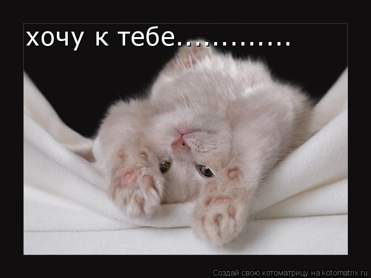 хочу к тебе................ Котоматрица: хочу к тебе.............