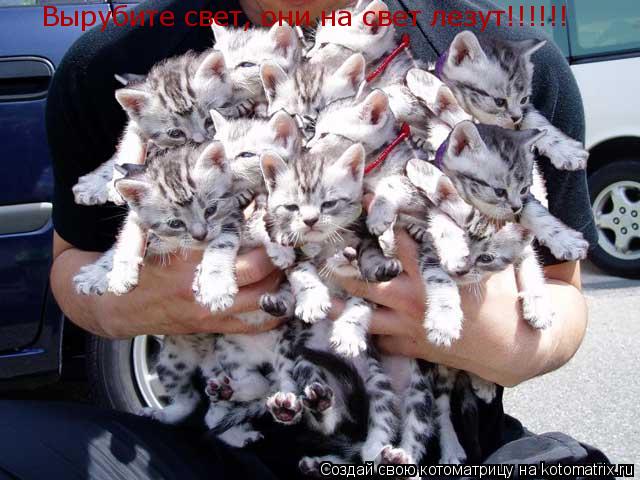 Вырубите свет, они на свет лезут!!!!!!... Котоматрица: Вырубите свет, они на свет лезут!!!!!!