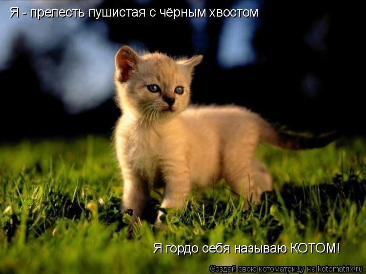Я - прелесть пушистая с чёрным хвостом Я гордо себя называю КОТОМ!... Котоматрица: Я - прелесть пушистая с чёрным хвостом Я гордо себя называю КОТОМ!