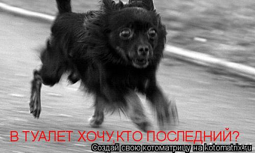 В ТУАЛЕТ ХОЧУ,КТО ПОСЛЕДНИЙ?... Котоматрица: В ТУАЛЕТ ХОЧУ,КТО ПОСЛЕДНИЙ?