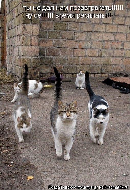ты не дал нам позавтрвкать!!!!!! ну сё!!!!!! время расплаты!!... Котоматрица: ты не дал нам позавтрвкать!!!!!! ну сё!!!!!! время расплаты!!