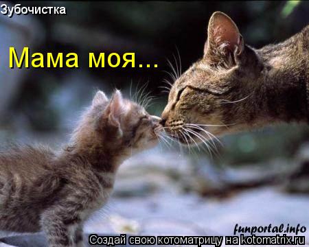 Котоматрица: Зубочистка Мама моя...