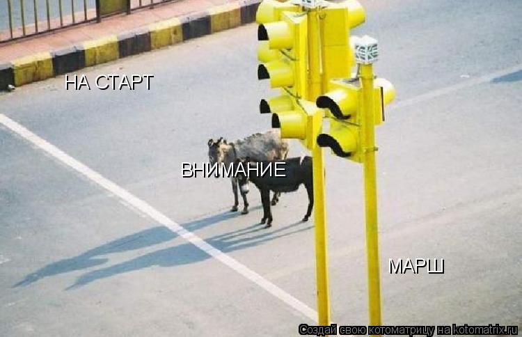 НА СТАРТ ВНИМАНИЕ МАРШ... Котоматрица: НА СТАРТ ВНИМАНИЕ МАРШ