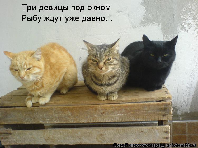 Три девицы под окном Рыбу ждут уже давно...... Котоматрица: Три девицы под окном Рыбу ждут уже давно...