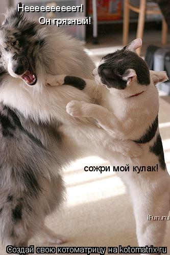 сожри мой кулак! Неееееееееет! Он грязный!... Котоматрица: сожри мой кулак! Неееееееееет! Он грязный!