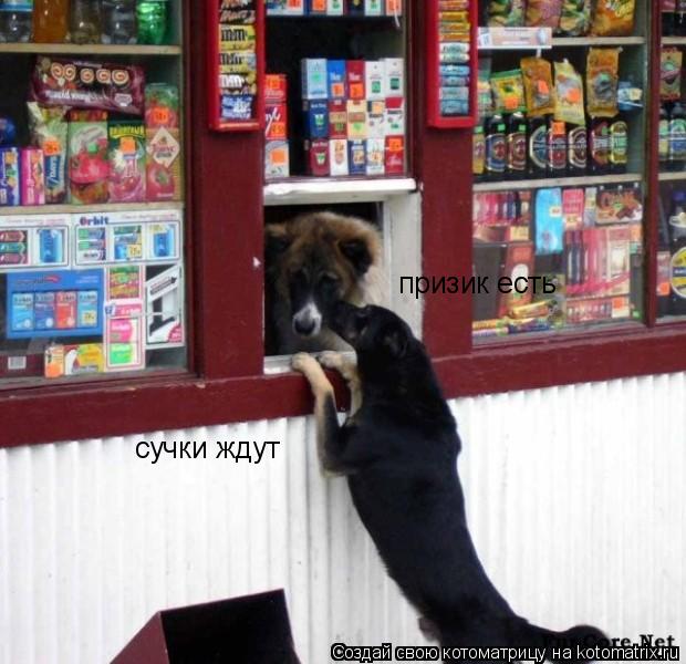 призик есть сучки ждут... Котоматрица: призик есть сучки ждут