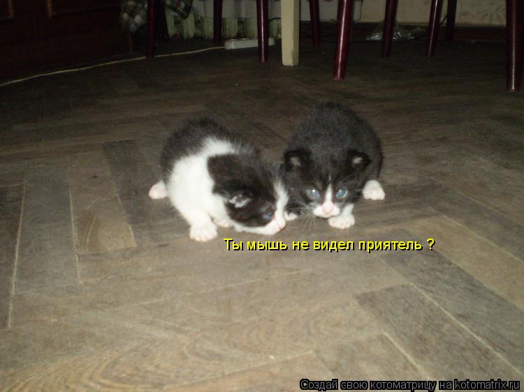 Котоматрица: Ты мышь не видел приятель ?