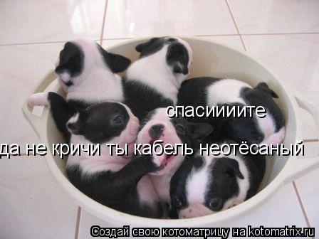 спасиииите да не кричи ты кабель неотёсаный... Котоматрица: спасиииите да не кричи ты кабель неотёсаный