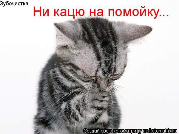 Зубочистка Ни кацю на помойку...... Котоматрица: Зубочистка Ни кацю на помойку...