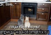Ой, Вань, гляди какие клоуны!... Котоматрица: Ой, Вань, гляди какие клоуны!