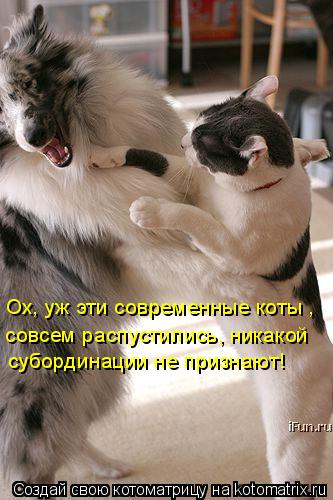 Ох, уж эти современные коты , совсем распустились, никакой субординации не признают!... Котоматрица: Ох, уж эти современные коты , совсем распустились, никакой субординации не признают!
