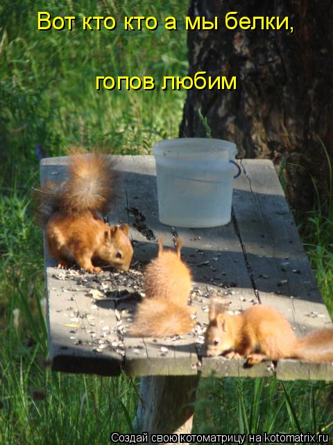 Вот кто кто а мы белки, гопов любим... Котоматрица: Вот кто кто а мы белки, гопов любим