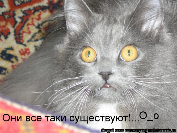 Они все таки существуют!... О_о... Котоматрица: Они все таки существуют!... О_о