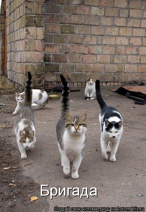 Бригада... Котоматрица: Бригада