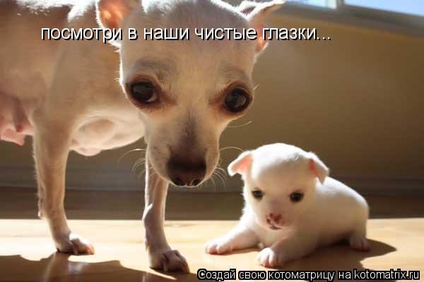 посмотри в наши чистые глазки...... Котоматрица: посмотри в наши чистые глазки...