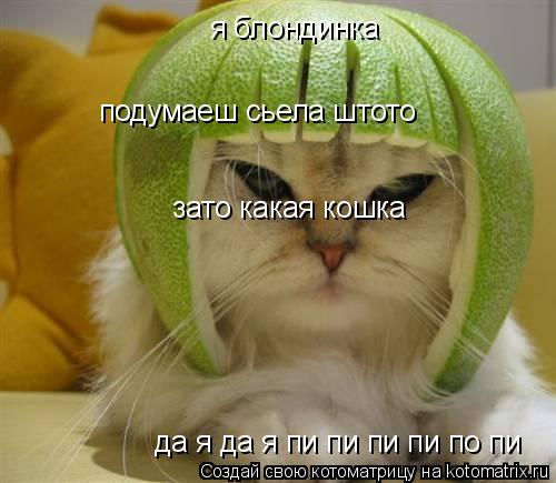 я блондинка подумаеш сьела штото зато какая кошка да я да я пи пи пи пи по пи... Котоматрица: я блондинка подумаеш сьела штото зато какая кошка да я да я пи пи пи пи по пи