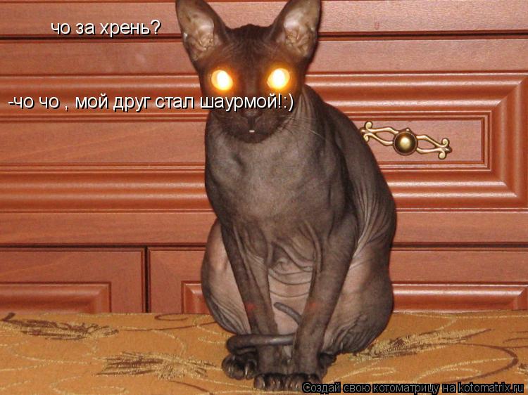 чо за хрень? -чо чо , мой друг стал шаурмой!:)... Котоматрица: чо за хрень? -чо чо , мой друг стал шаурмой!:)