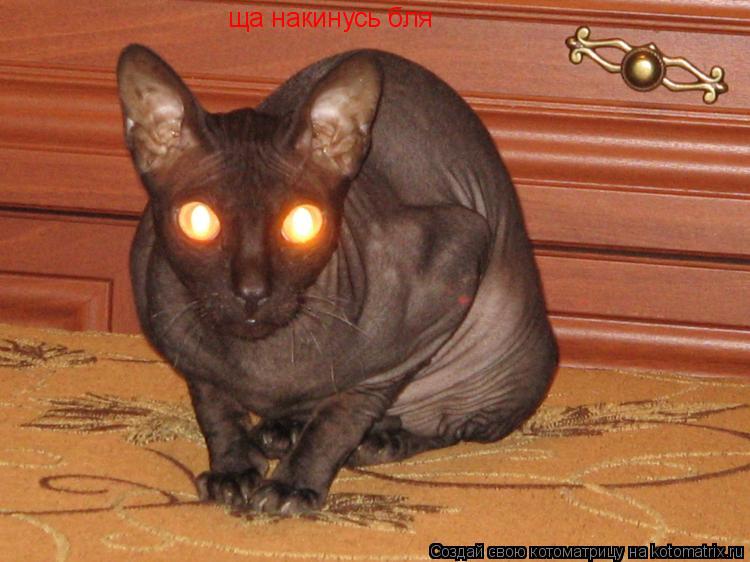 ща накинусь бля... Котоматрица: ща накинусь бля