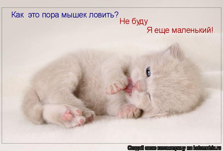 Котоматрица: Как  это пора мышек ловить?   Не буду Я еще маленький!