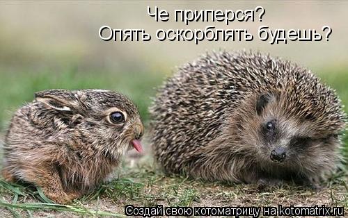 Че приперся? Опять оскорблять будешь?... Котоматрица: Че приперся? Опять оскорблять будешь?